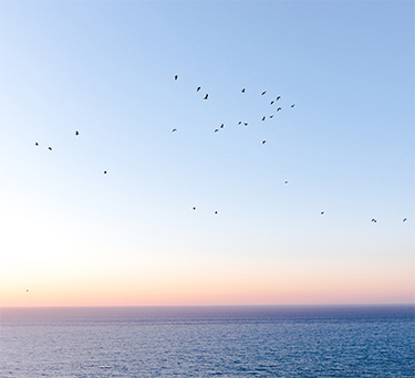 En flokk fugler som flyr over havet.